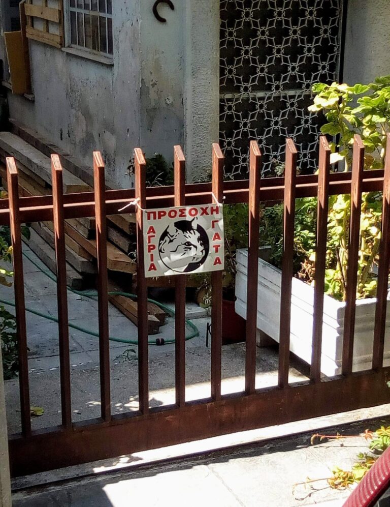 Οι φόνισσες της αυλής