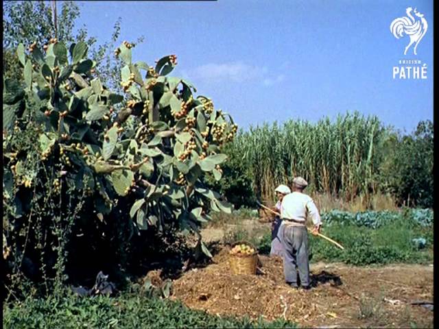Στην Κέρκυρα του 1962 από την British Pathe